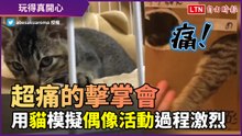 見「傑尼斯」太High！ 用貓模擬擊掌會 被抓到瘋狂哀號