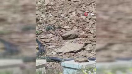 Bitlis'te dev yılanların dansı böyle görüntülendi