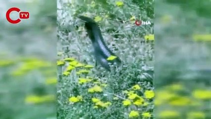 Bitlis’te dev yılanların dansı görüntülendi
