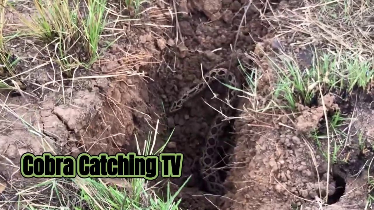 Cobra Catching TV- Dig a cave to catch snake Episode 04- How to catch Russell viper