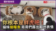 你根本是胖虎吧！ 貓妹搶糧食 哥哥們露出超厭世表情