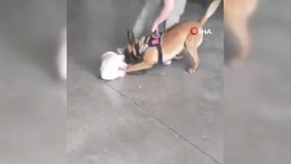 Uyuşturucuyu oyuncak bebeğe gizlediler