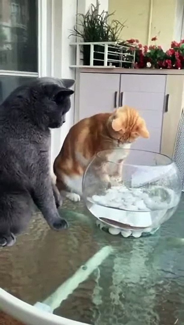 ⁣Cats are so funny / viral cat video/ cats lover/ Cats beauty/ cats /