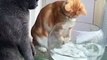 Cats are so funny / viral cat video/ cats lover/ Cats beauty/ cats /
