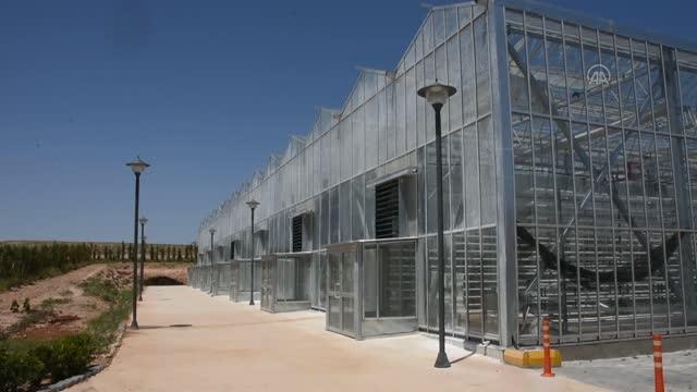 Topraksız kesme gül yetiştiriciliğinde ceviz ve fındık kabukları kullanılıyor