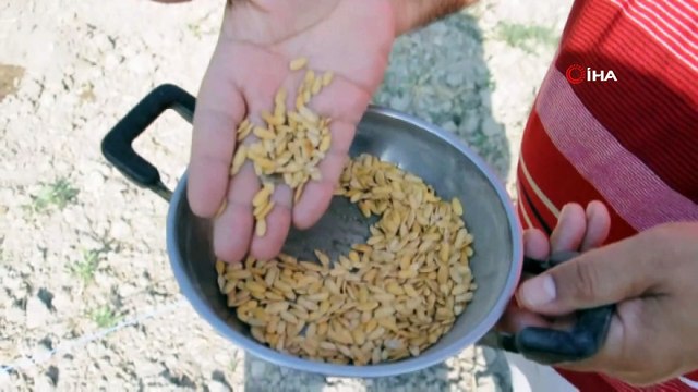 Kırkağaç kavununda ekim yapıldı, hasat Ağustos'ta