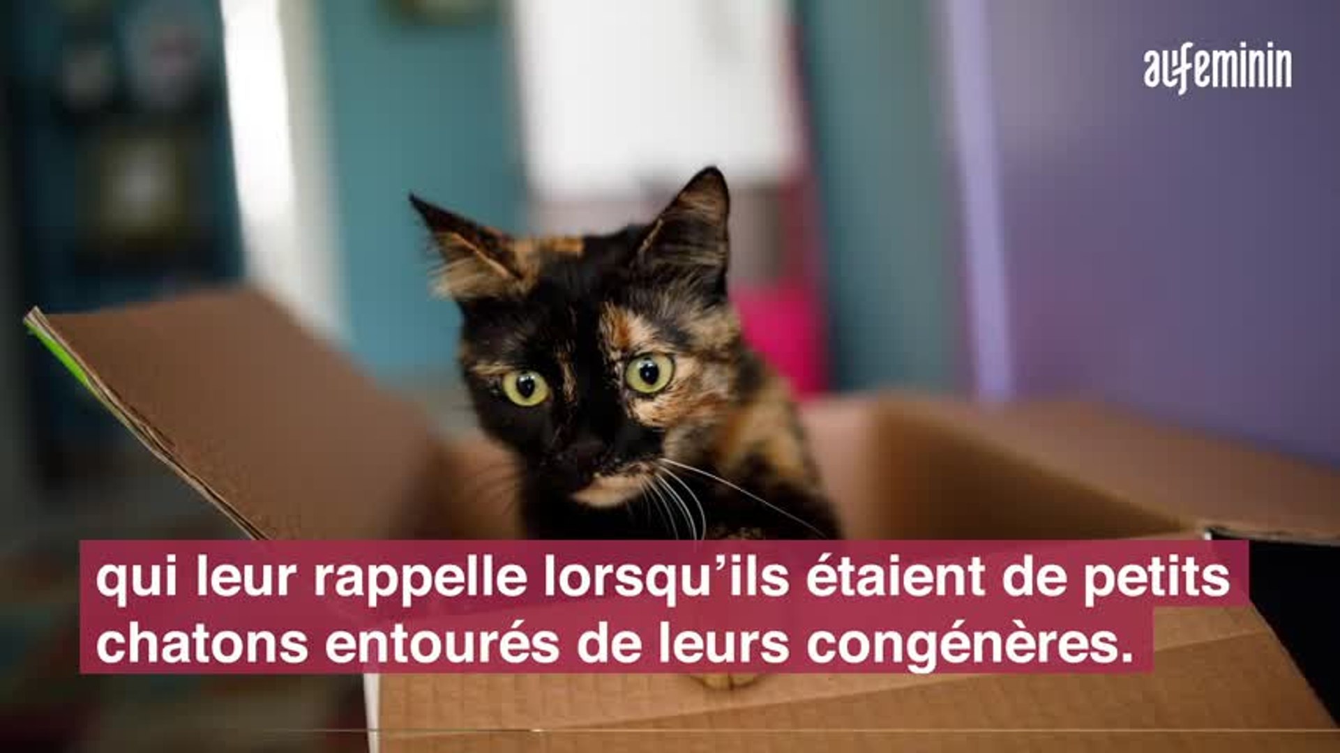 Chats Video Dailymotion