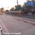 Une quarantaine de vaches s’échappent d’un abattoir et sèment la pagaille à Los Angeles