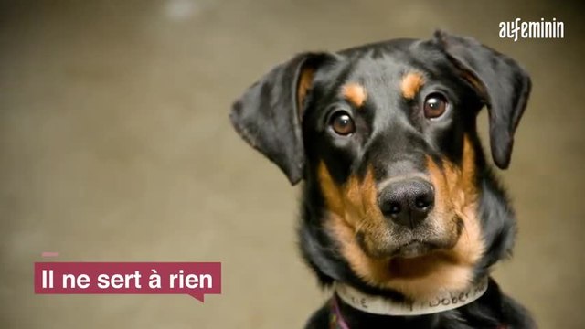 La SPA dévoile la liste des pires excuses d’abandon