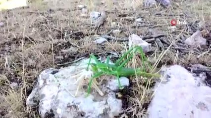 Siirt'te et yiyen çekirge böyle görüntülendi