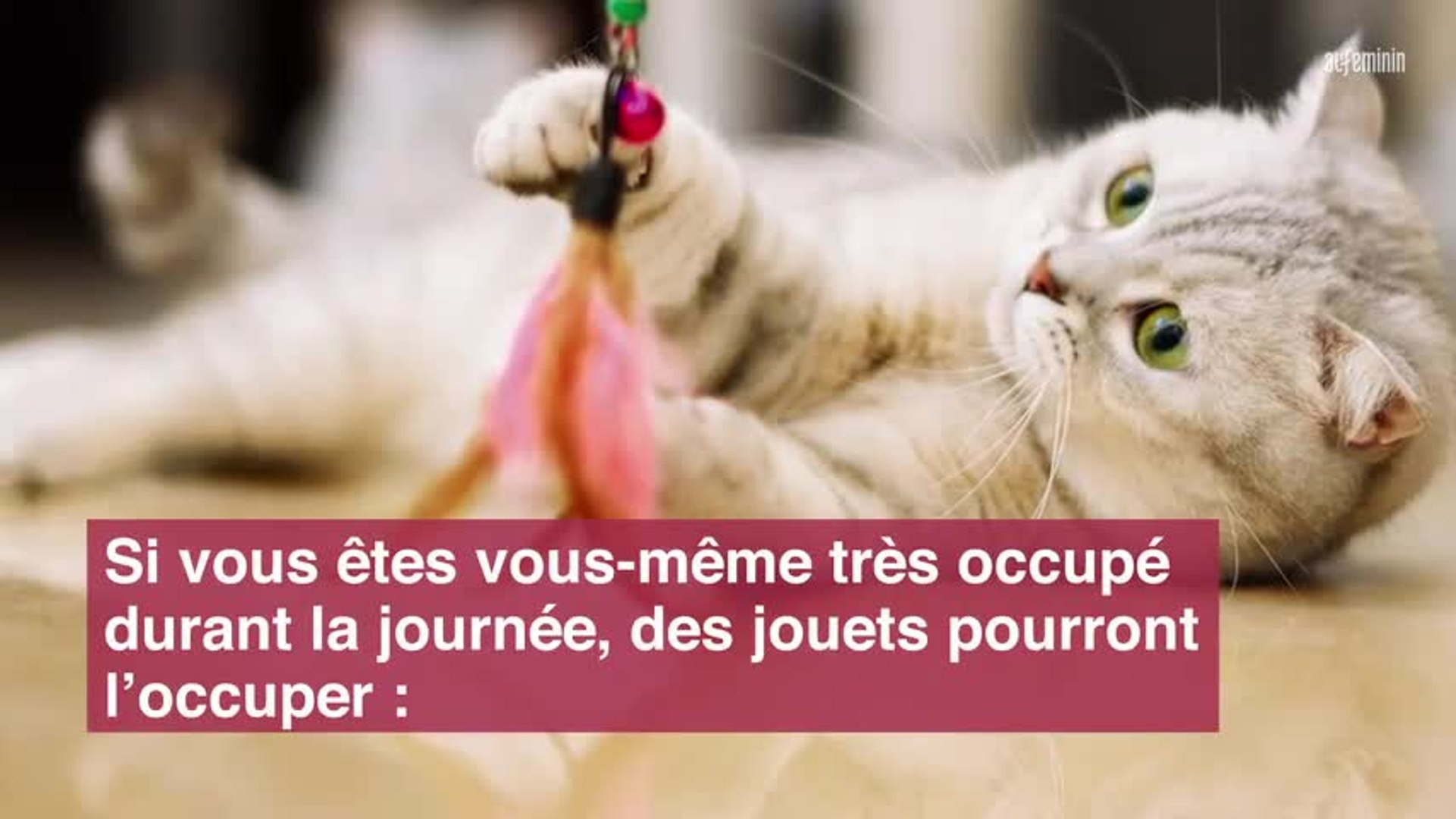 5 Astuces Si Votre Chat Mange Trop Et Trop Vite Video Dailymotion