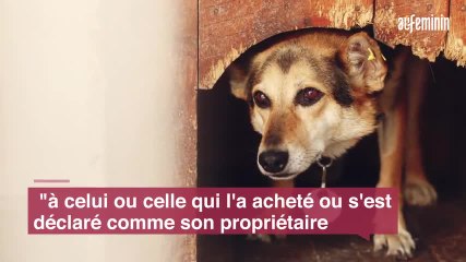 Séparation : qui garde l'animal de compagnie
