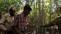 Man Eating Tigers of The Sundarbans (印度虎)