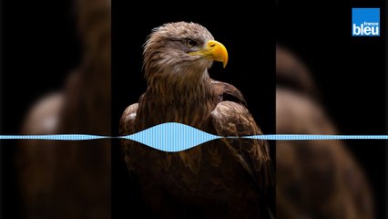 Le passeport de l'été 2021 : Les aigles du Léman