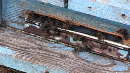 BATMAN - 82 yaşındaki İbrahim Atak, 25 yıldır büyük tutkuyla arıcılık yapıyor