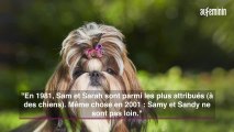 Étude : pouvez prédire les futurs prénoms enfants avec chiens