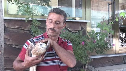 Arazide bulunan yaralı kızıl şahin tedavi edilecek