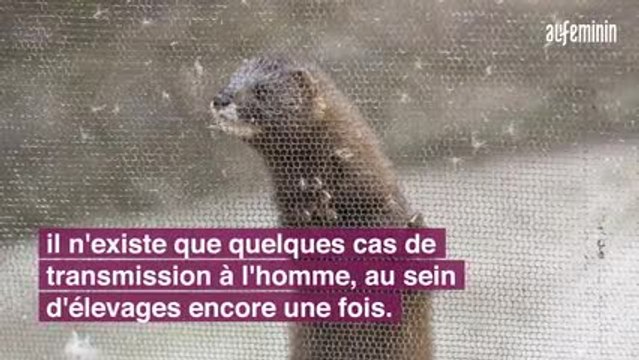 Covid : quels risques de contamination pour les animaux domestiques ?