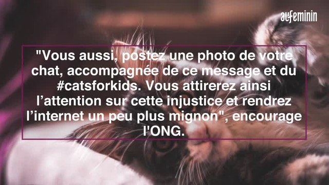 Des photos de chats pour dénoncer les crimes sexuels sur les enfants : l'appel de Child Focus sur les réseaux