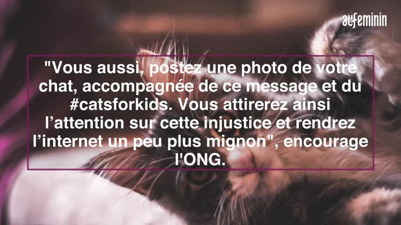 Des photos de chats pour dénoncer les crimes sexuels sur les enfants : l'appel de Child Focus sur les réseaux
