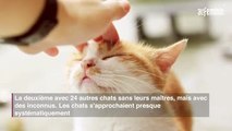 Communiquez avec votre chat, c'est possible !