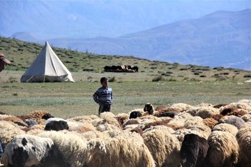 Devlet desteğiyle koyun varlığı artıyor