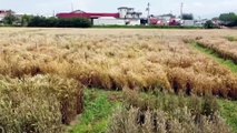 SAKARYA - Mısır Araştırma Enstitüsünde geliştirilen tohumlar Türk tarımına güç katıyor