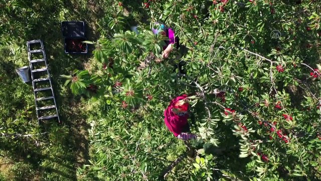 BALIKESİR - Hobi amaçlı kurduğu meyve bahçesini büyüterek kiraz ihracatına başladı