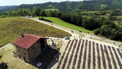 A Sale San Giovanni si ripete la magia delle colline fiorite di lavanda