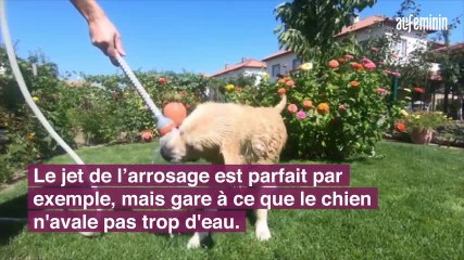 Comment protéger son animal