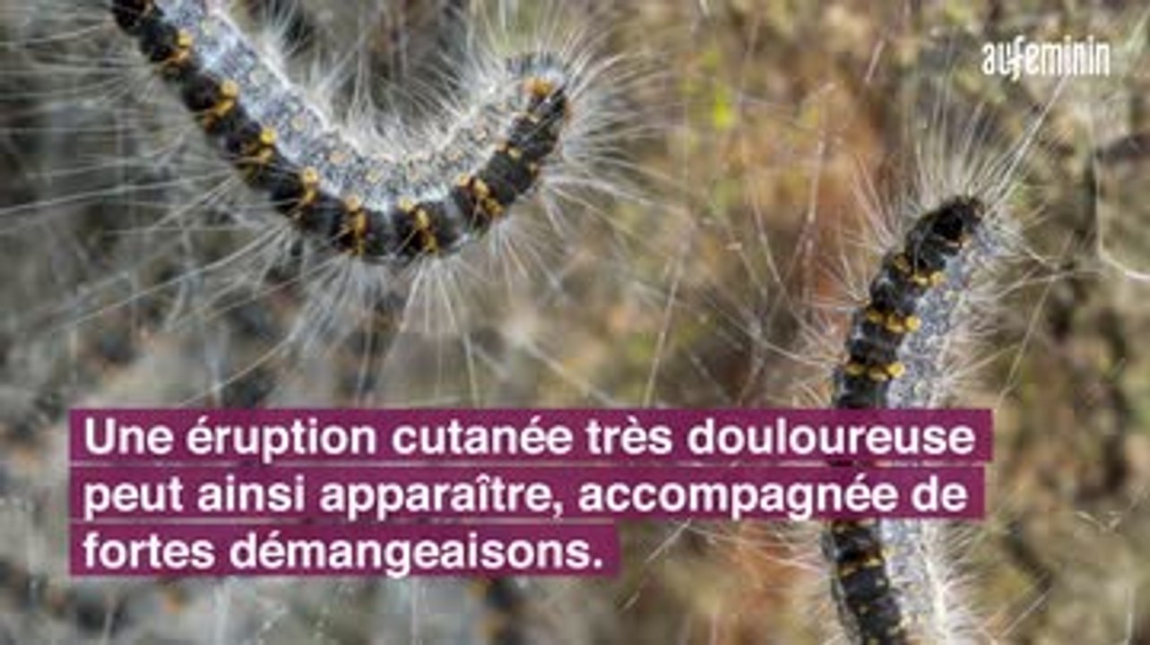 Attention aux chenilles processionnaires...