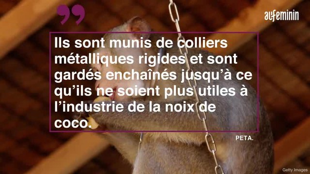 Les images de petits singes esclaves nous laisse...