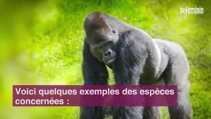 Скачать видео: Quels sont les animaux en voie d’extinction