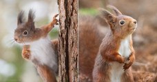 Après avoir gagné la confiance d'écureuils, ce photographe les a immortalisés de très près