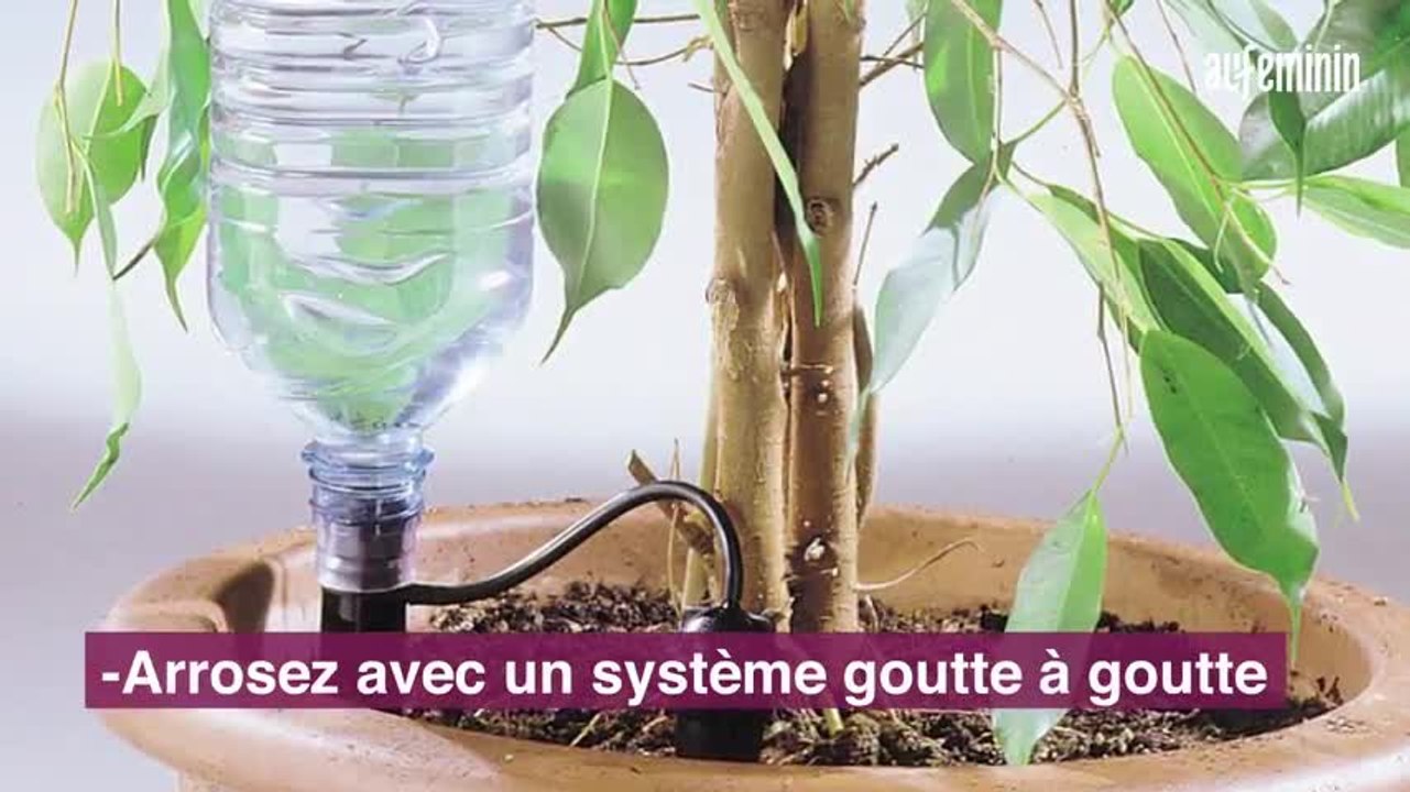 Comment entretenir ses plantes pendant les vacances