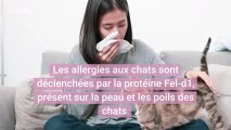 V2 Un vaccin pour stopper l'allergie aux chats