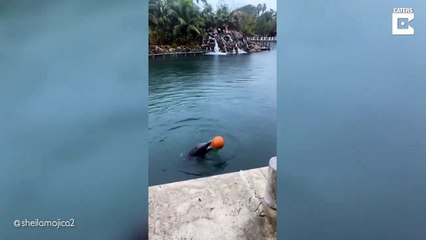 Adorable Dolphin Caught Playing Ball By Itself # Animal lovers