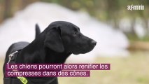 Des chiens capables de détecter un cancer du sein