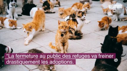 Coronavirus. Les refuges de SPA ferment au public