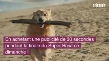 Des vétérinaires sauvent son chien d'un cancer, il leur paye une pub de 6 millions de dollars au Super Bowl