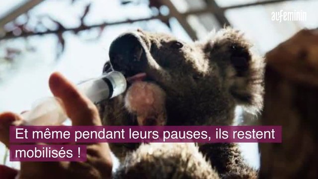 Australie : des soldats nourrissent des koalas