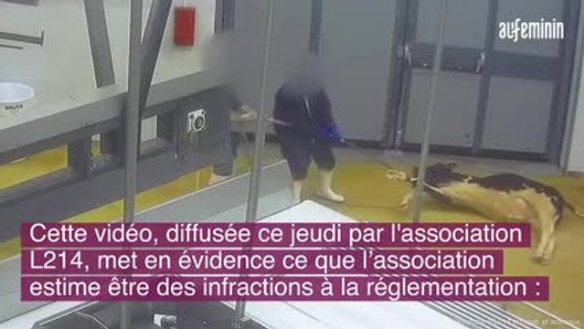 L214 diffuse une nouvelle vidéo choc