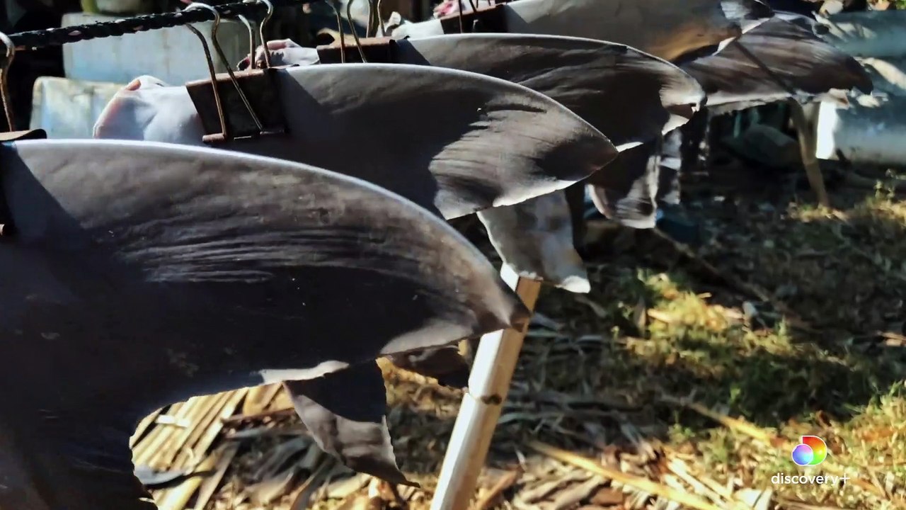 Eli Roth's FIN - Trailer - Shark Documentary