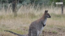 Australie : des avions larguent des légumes pour nourrir les wallabies