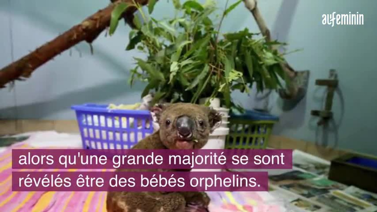 Deux cousins australiens récupèrent des koalas dans leur voiture pour les sauver