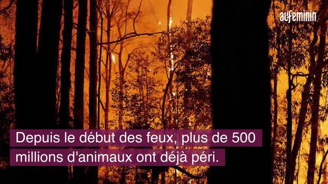 En Australie, cette famille a sauvé plus de 90 000 animaux des flammes