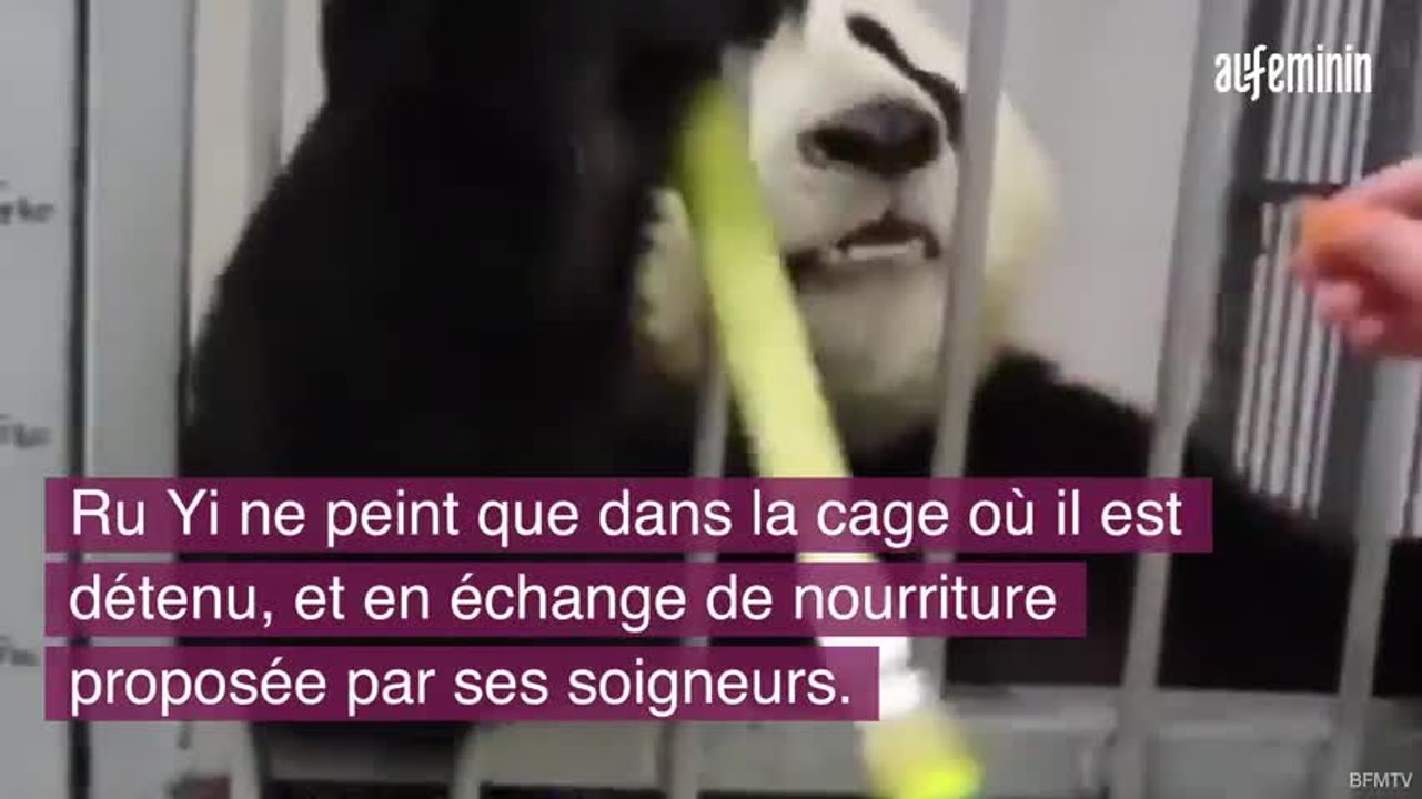 30 millions d'amis s'insurge contre ces images d'un panda peintre