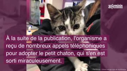 La SPA porte plainte après le supplice d'un chaton dans un micro-ondes