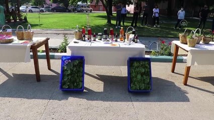 "Yapıncak yaprağı" adına hasat şenliği düzenlendi