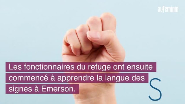Malentendant, il adopte un chien sourd et lui apprend la langue des signes